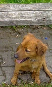 Cäsper (Golden Retriever, Nova Scotia Duck Tolling Retriever) Golden Retriever Nova Scotia Duck Tolling Retriever 